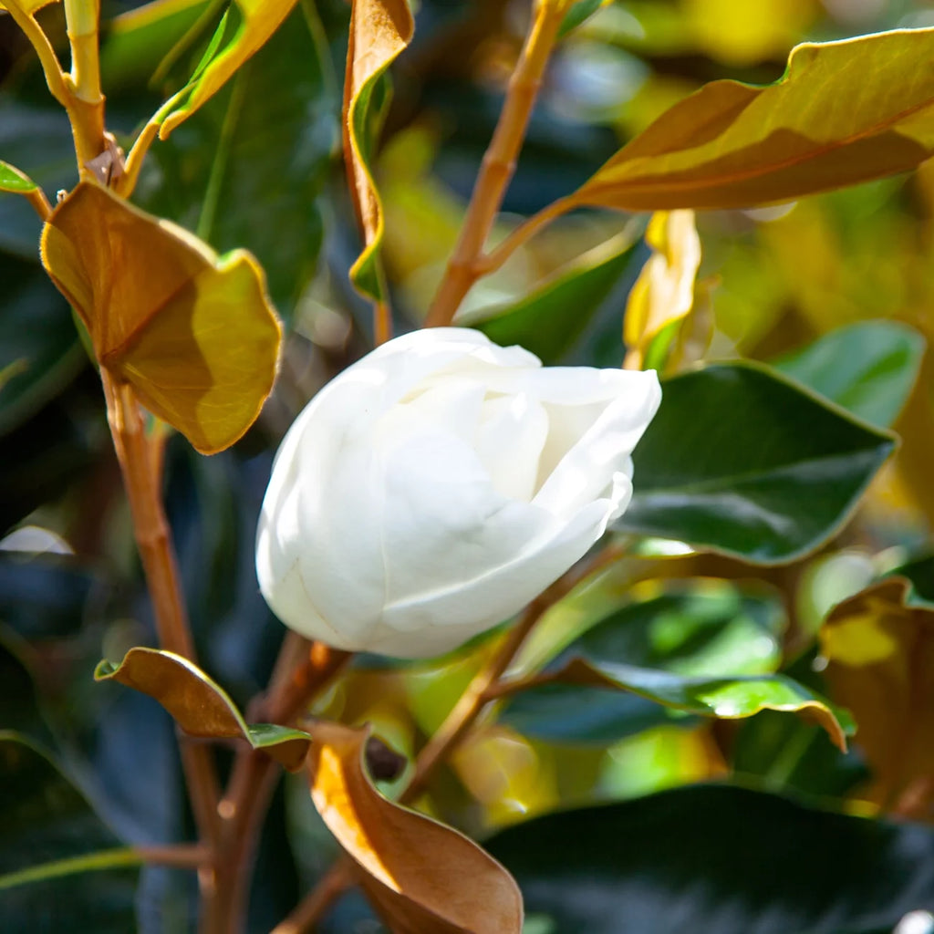 3 Gal. Fragrant Southern Magnolia L60609