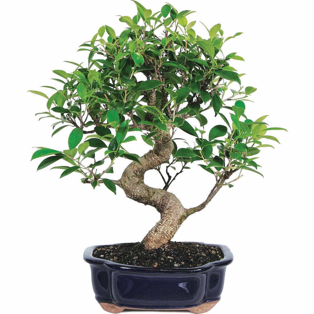 Ficus Bonsai Live Tree X829