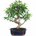 Ficus Bonsai Live Tree X829