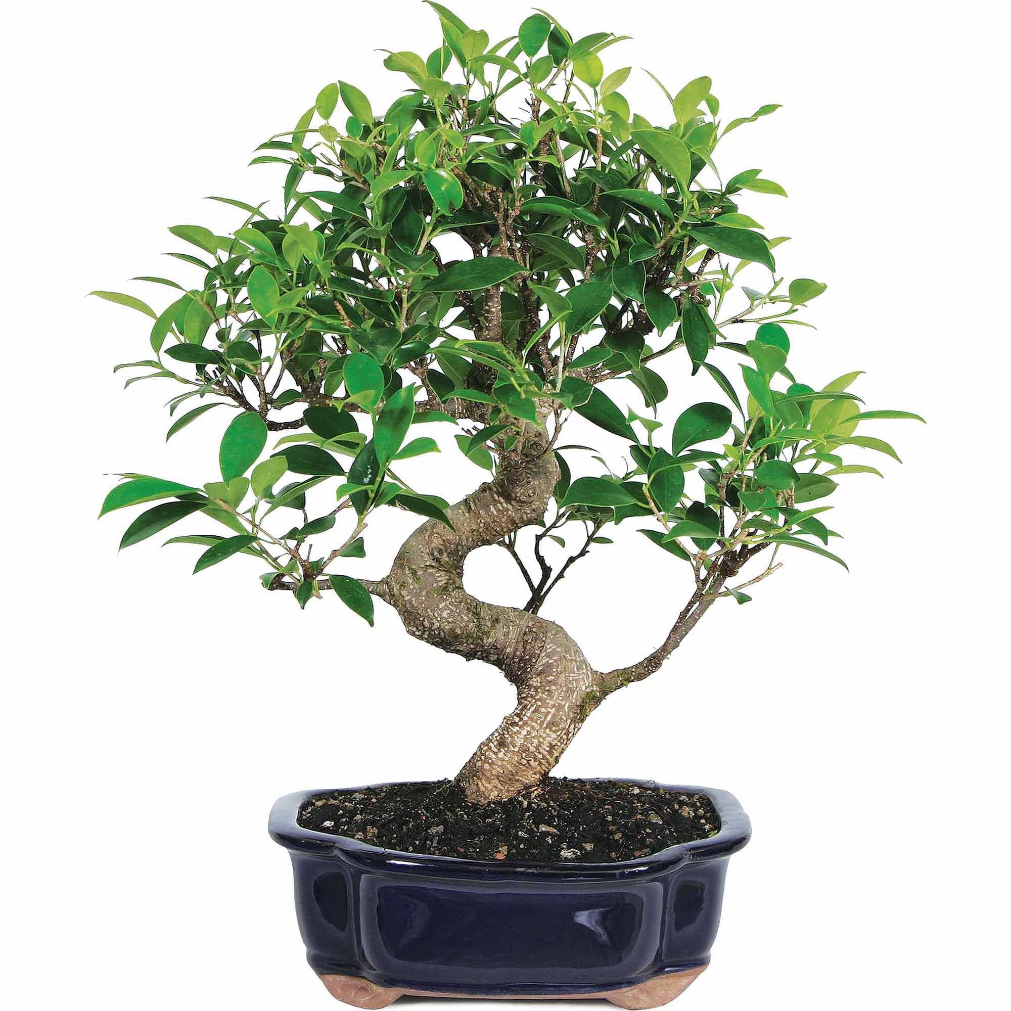 Ficus Bonsai Live Tree X829