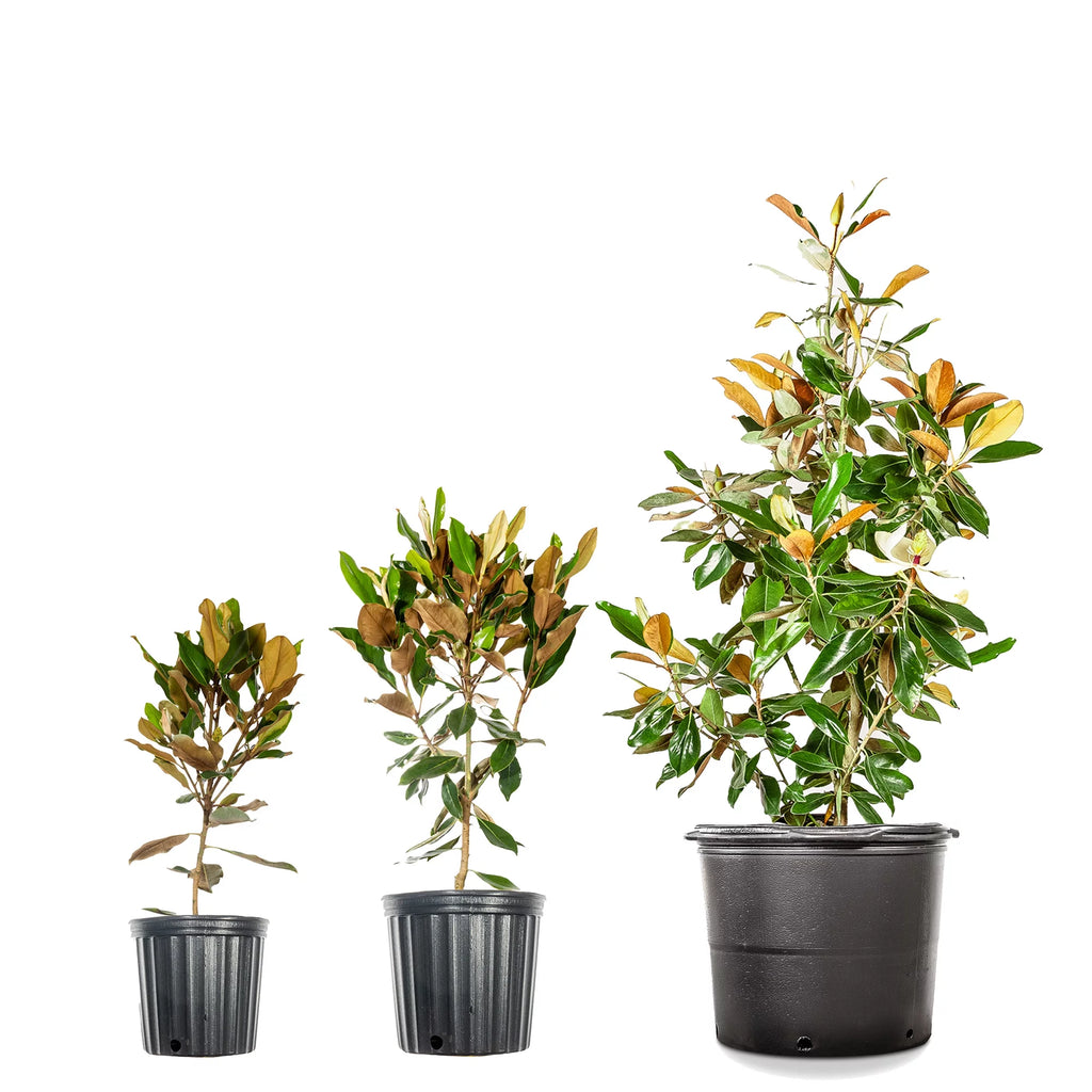 3 Gal. Fragrant Southern Magnolia L60609