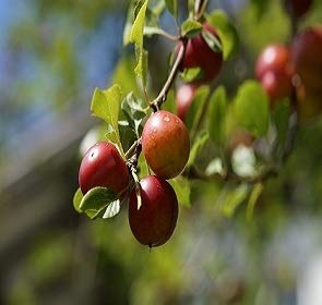 Self Pollinating Live Fruit Tree U789199