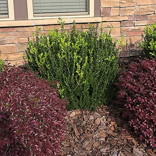 2.25 Gal Green Foliage Boxwood I410