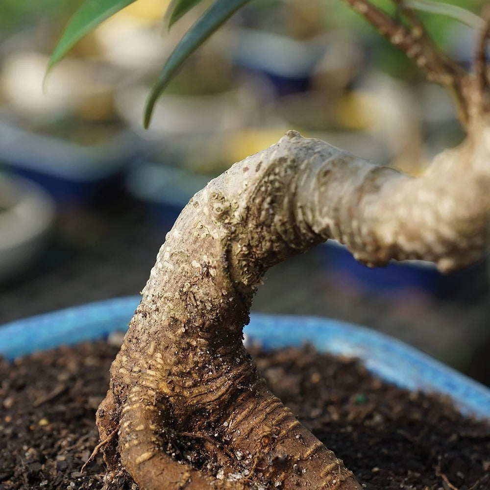 Ficus Bonsai Live Tree X829