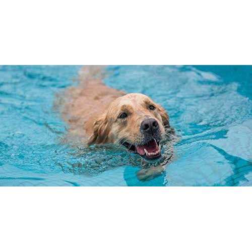 Pool Ramp For Dogs G733221