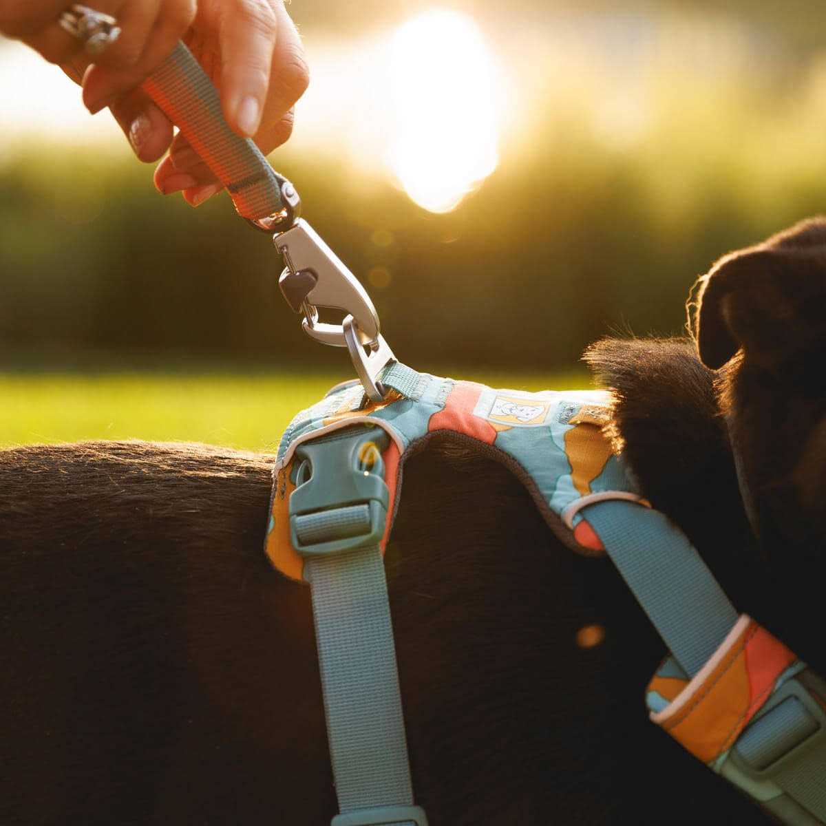 Front Range Harness F208