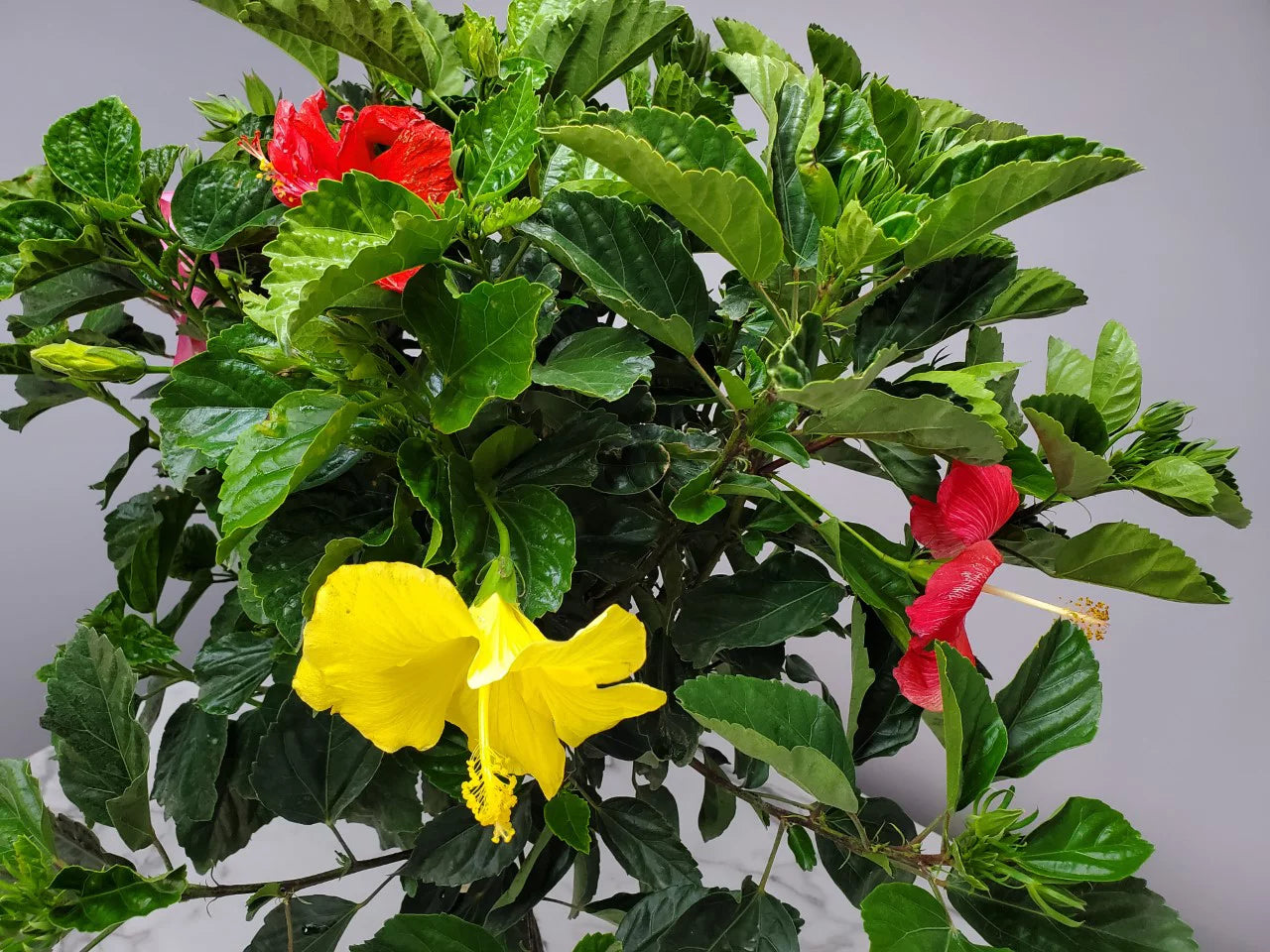 Braided Mixed Color Hibiscus Tree I807706