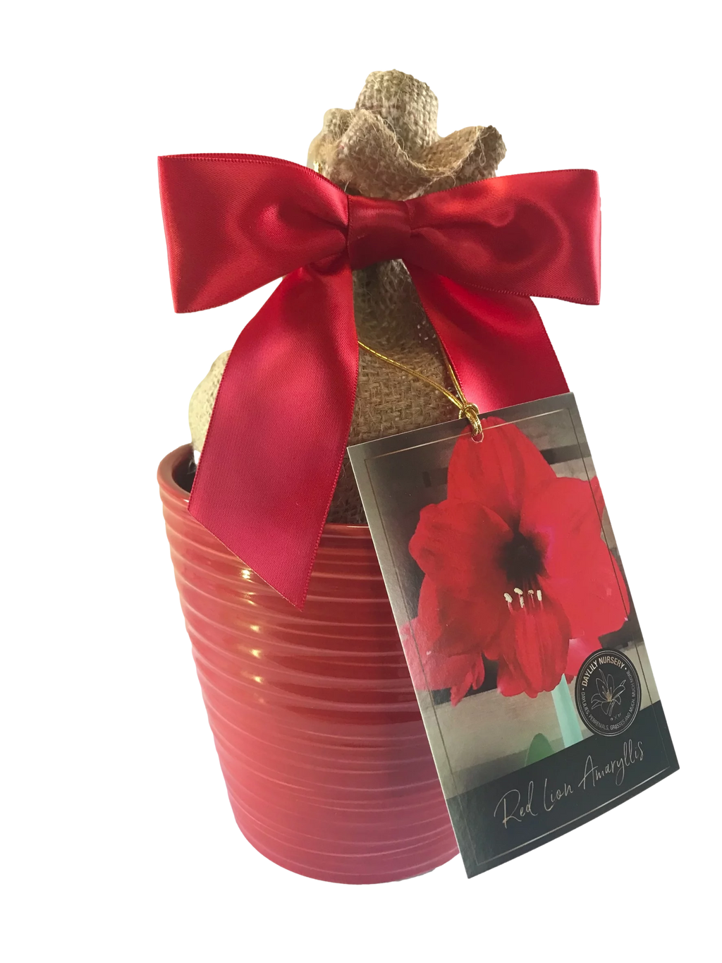 Red Ceramic Pot Amaryllis Bulb with Burlap Sack and Ribbon F6080