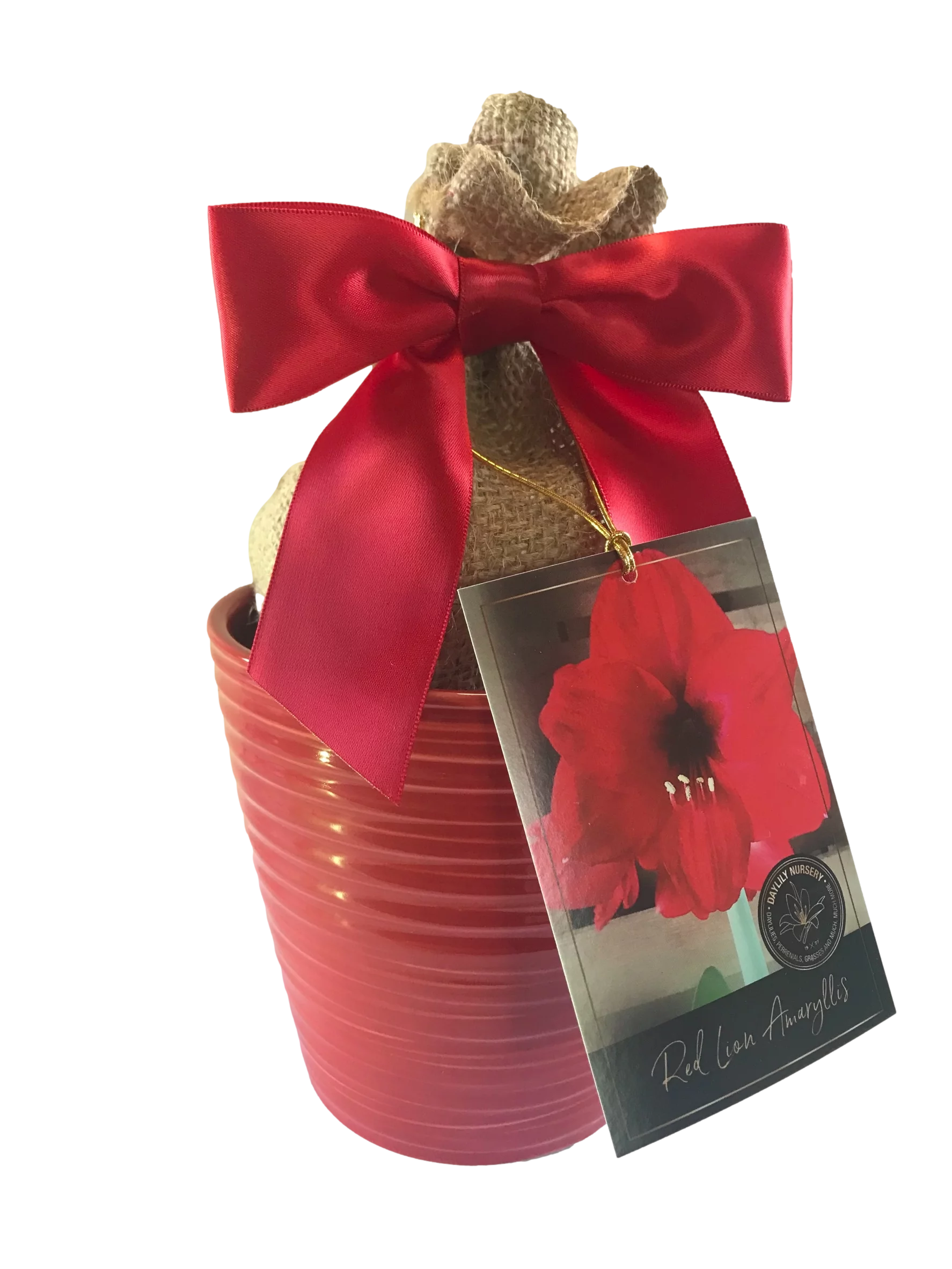 Red Ceramic Pot Amaryllis Bulb with Burlap Sack and Ribbon F6080