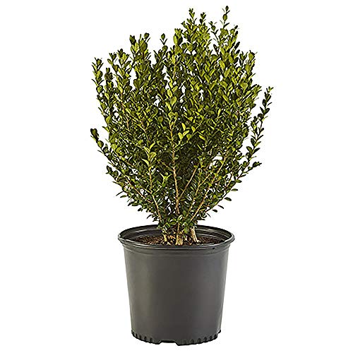 2.25 Gal Green Foliage Boxwood I410