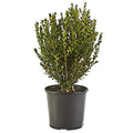 2.25 Gal Green Foliage Boxwood I410