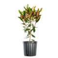 3 Gal. Fragrant Southern Magnolia L60609