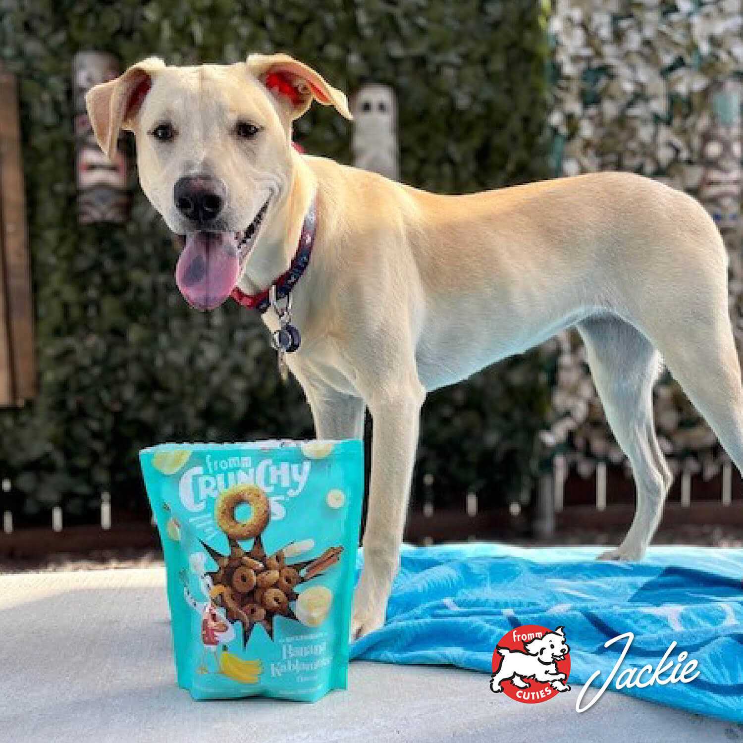 Crunchy O's Dog Treats O82287