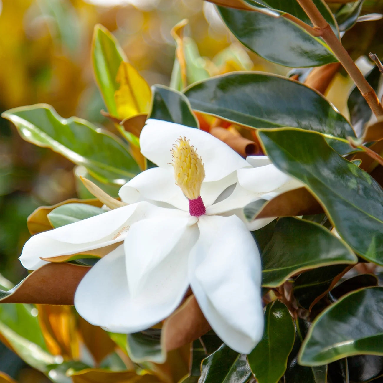 3 Gal. Fragrant Southern Magnolia L60609