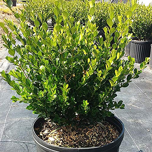 2.25 Gal Green Foliage Boxwood I410