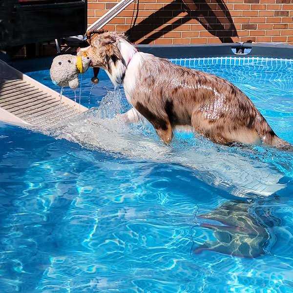 Pool Ramp For Dogs G733221