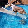 Pool Ramp For Dogs G733221