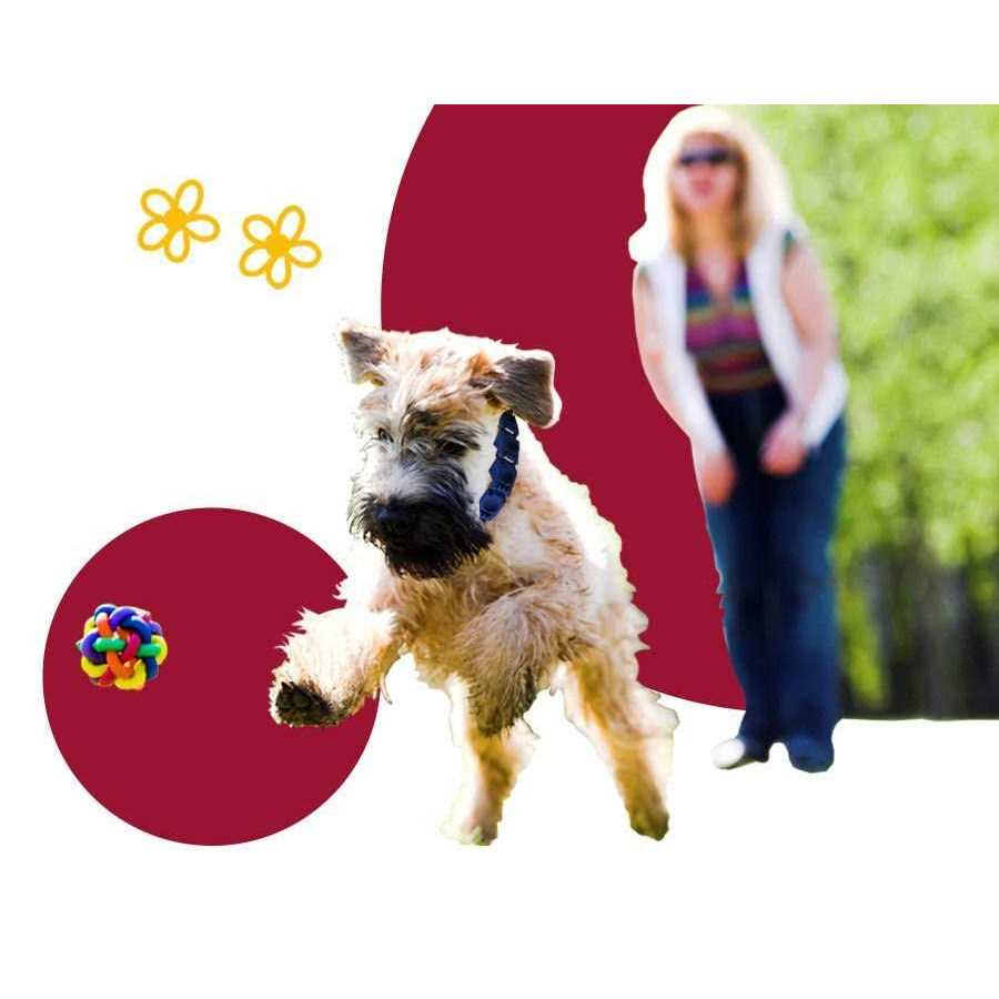 Dog Training System with DVD Set and command collar N2408
