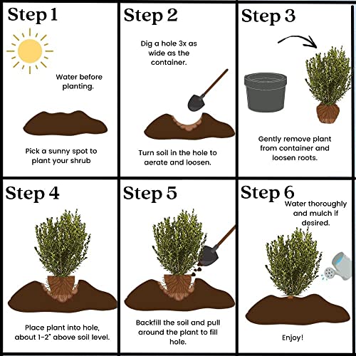 2.25 Gal Green Foliage Boxwood I410