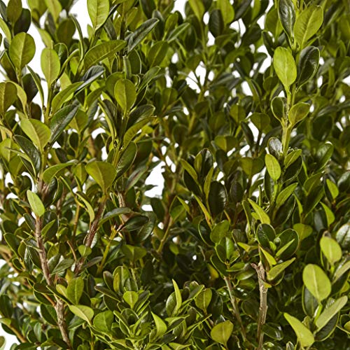 2.25 Gal Green Foliage Boxwood I410