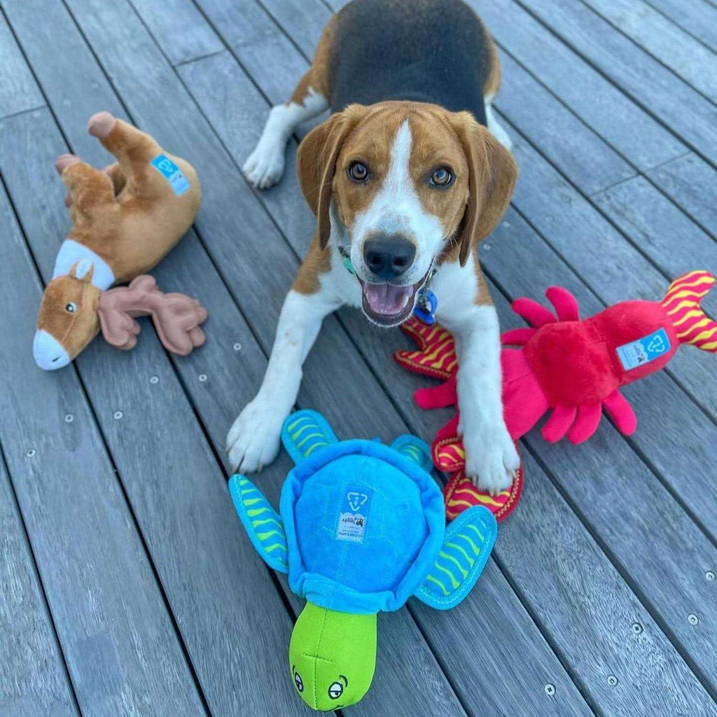Clean Earth Plush Turtle Dog Toy I965406