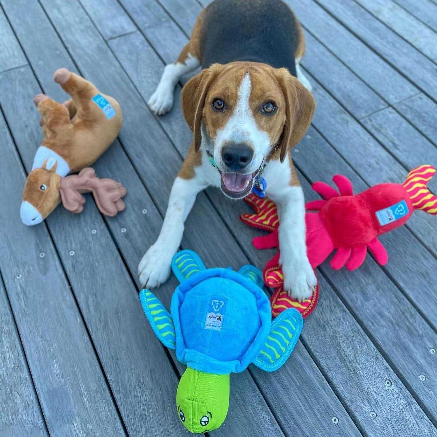 Clean Earth Plush Turtle Dog Toy I965406