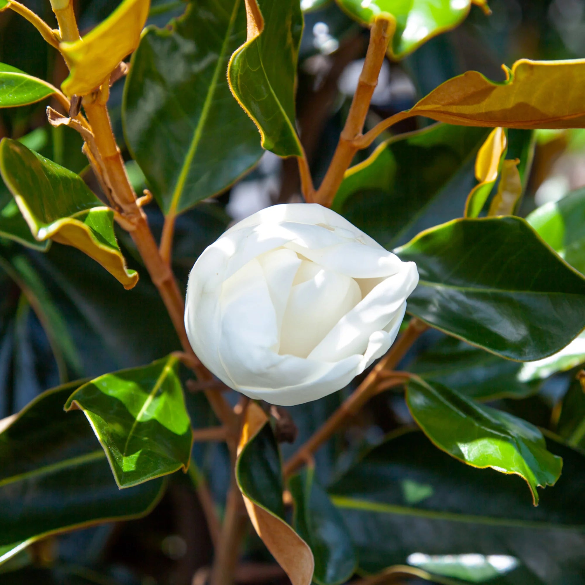 3 Gal. Fragrant Southern Magnolia L60609