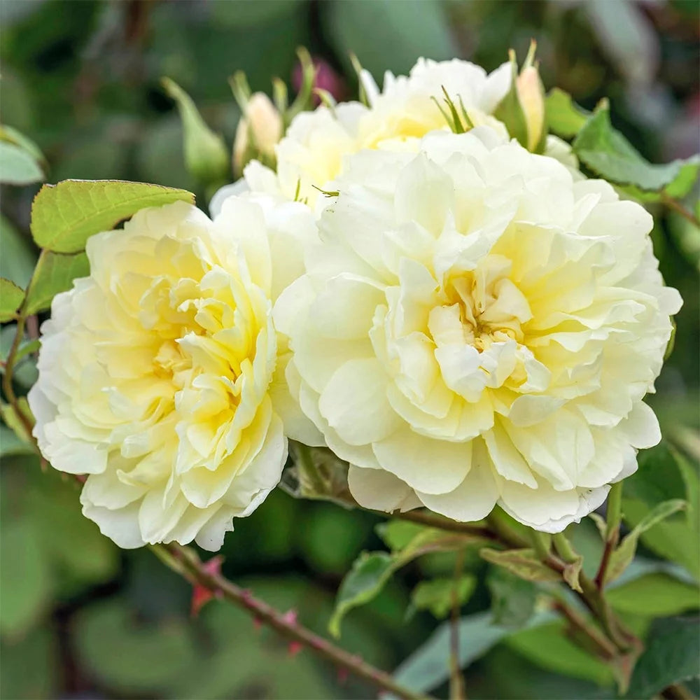 One Gallon David Austin Rose S987907
