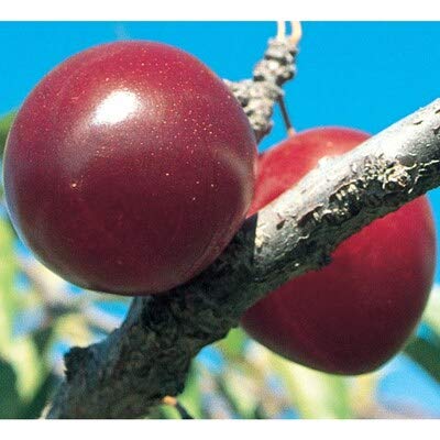 Self Pollinating Live Fruit Tree U789199