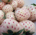 White Pineberry Plants - 25 Roots C671430