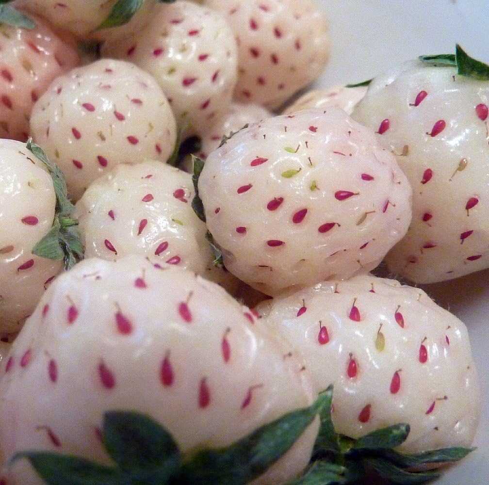 White Pineberry Plants - 25 Roots C671430