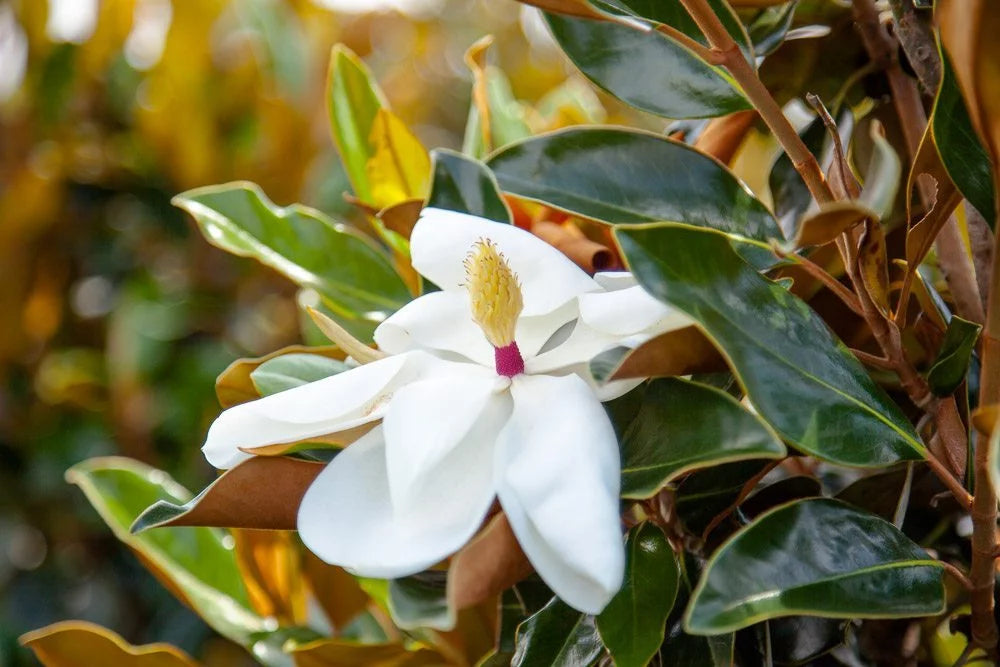3 Gal. Fragrant Southern Magnolia L60609