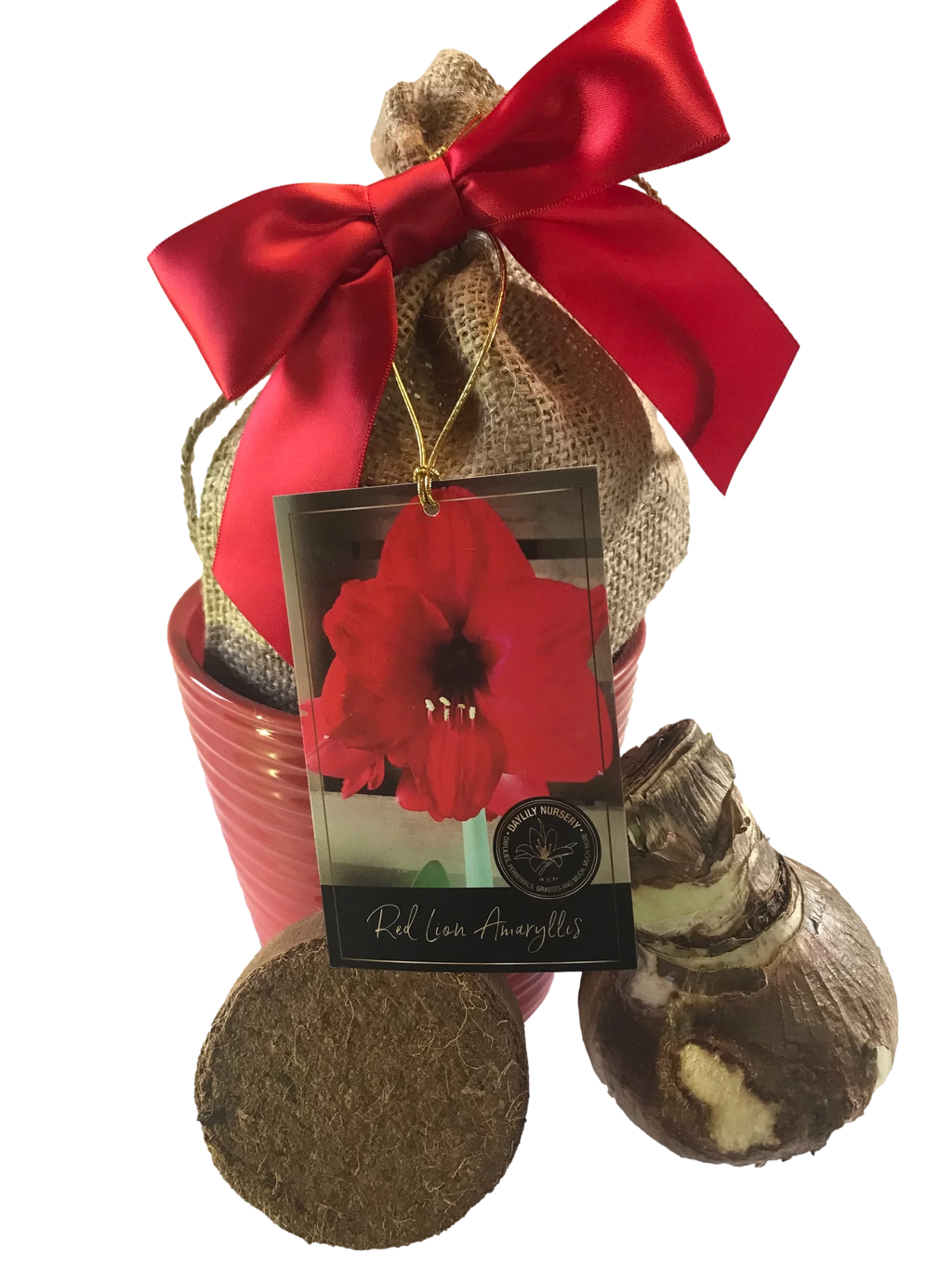 Red Ceramic Pot Amaryllis Bulb with Burlap Sack and Ribbon F6080