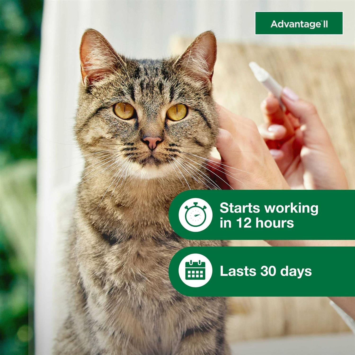Advantage II Flea Treatment Cats O864507
