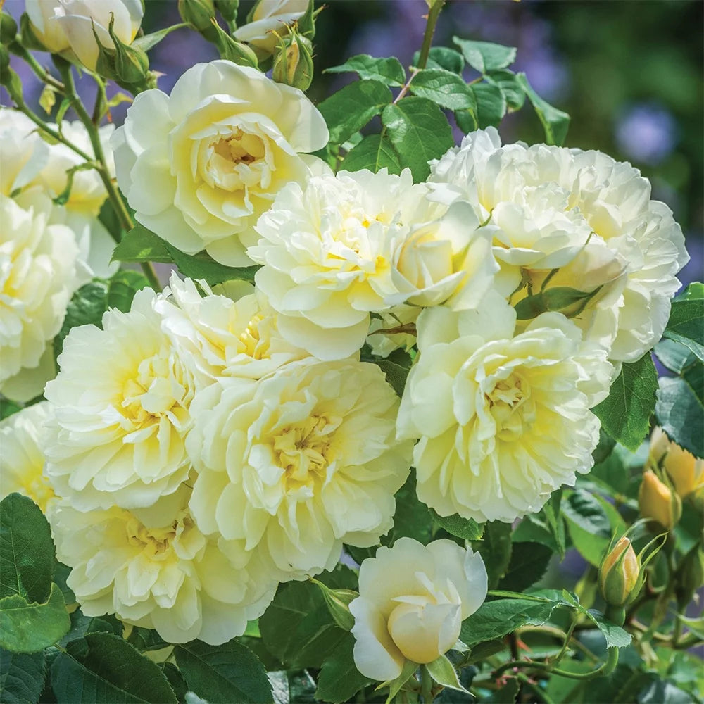 One Gallon David Austin Rose S987907