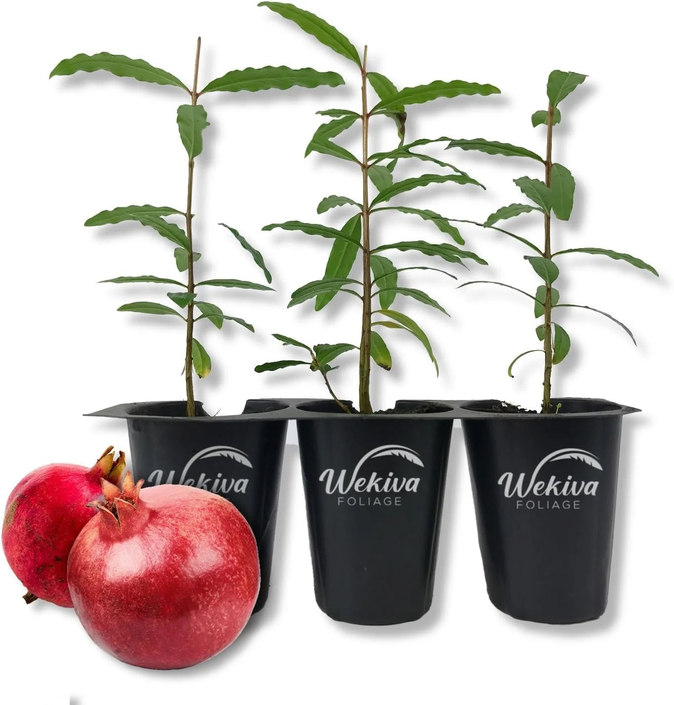 3 Live Tissue Culture Starter Edible Fruit Bearing Pomegranate Tree Y5164