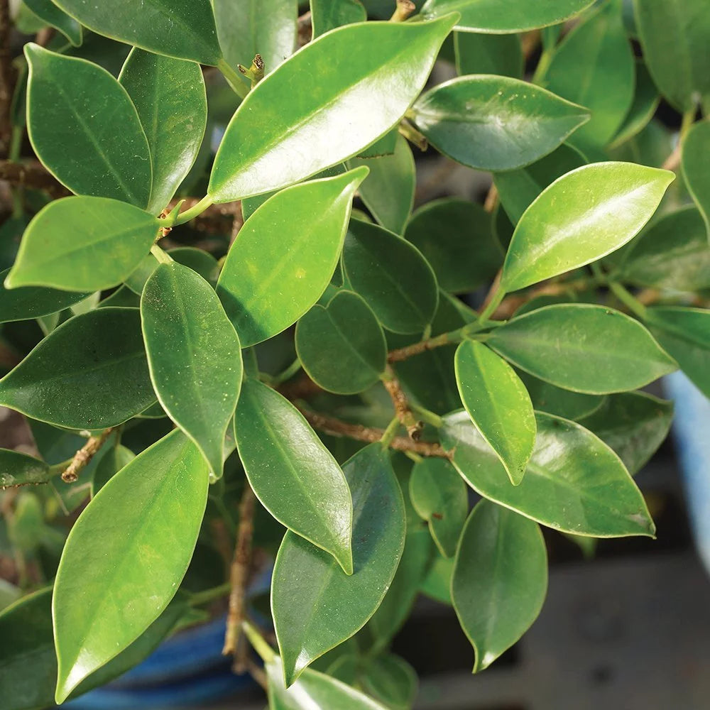 Ficus Bonsai Live Tree X829