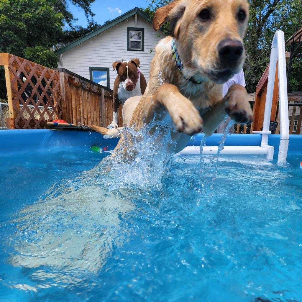 Pool Ramp For Dogs G733221